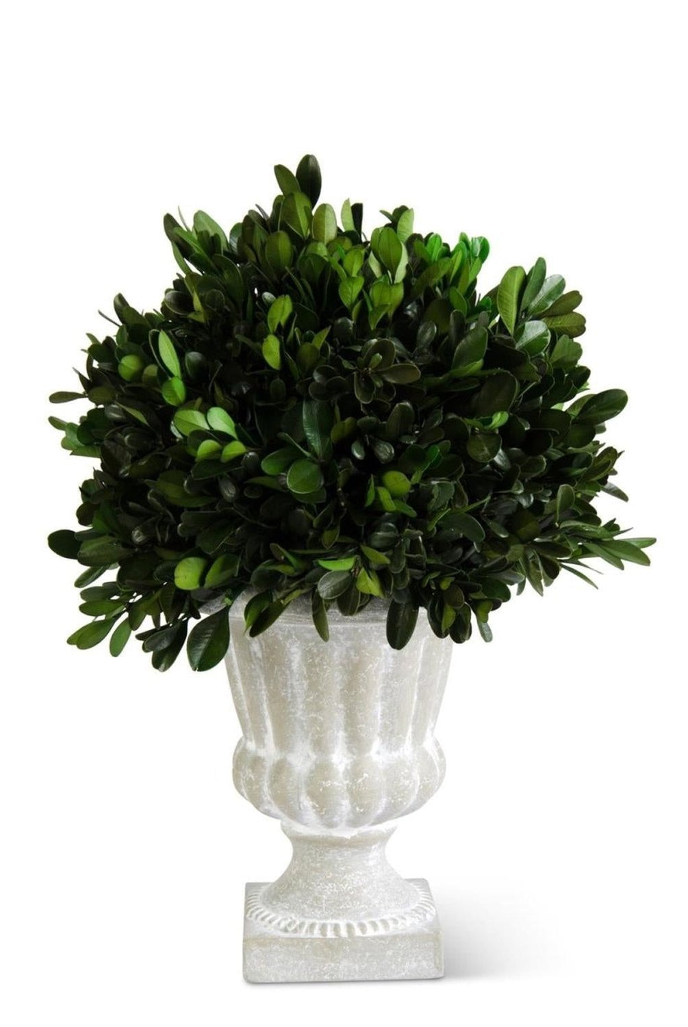 Shop For 11 Inch Round Boxwood in Gray Wash Urn
