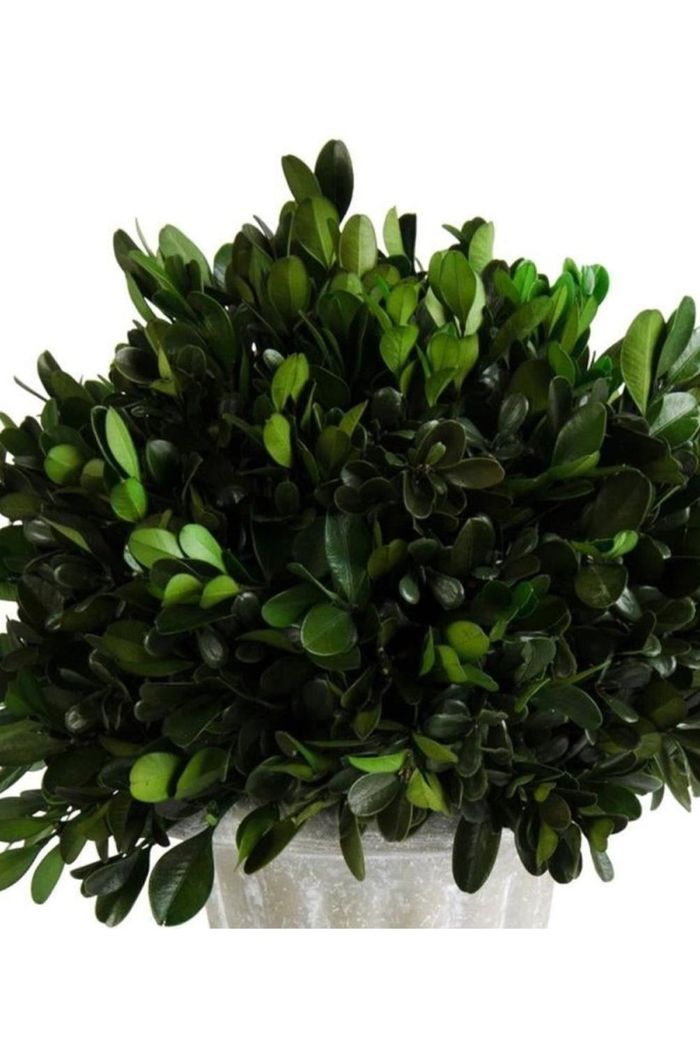 Shop For 11 Inch Round Boxwood in Gray Wash Urn