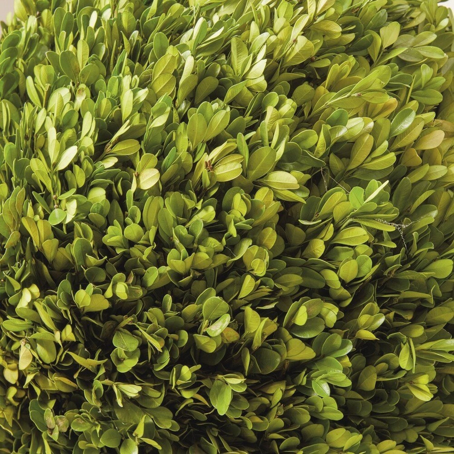 Shop For 17in English Boxwood Ball
