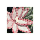 Shop For 22” Candy Snow Glitter Poinsettia Stem: White/Pink