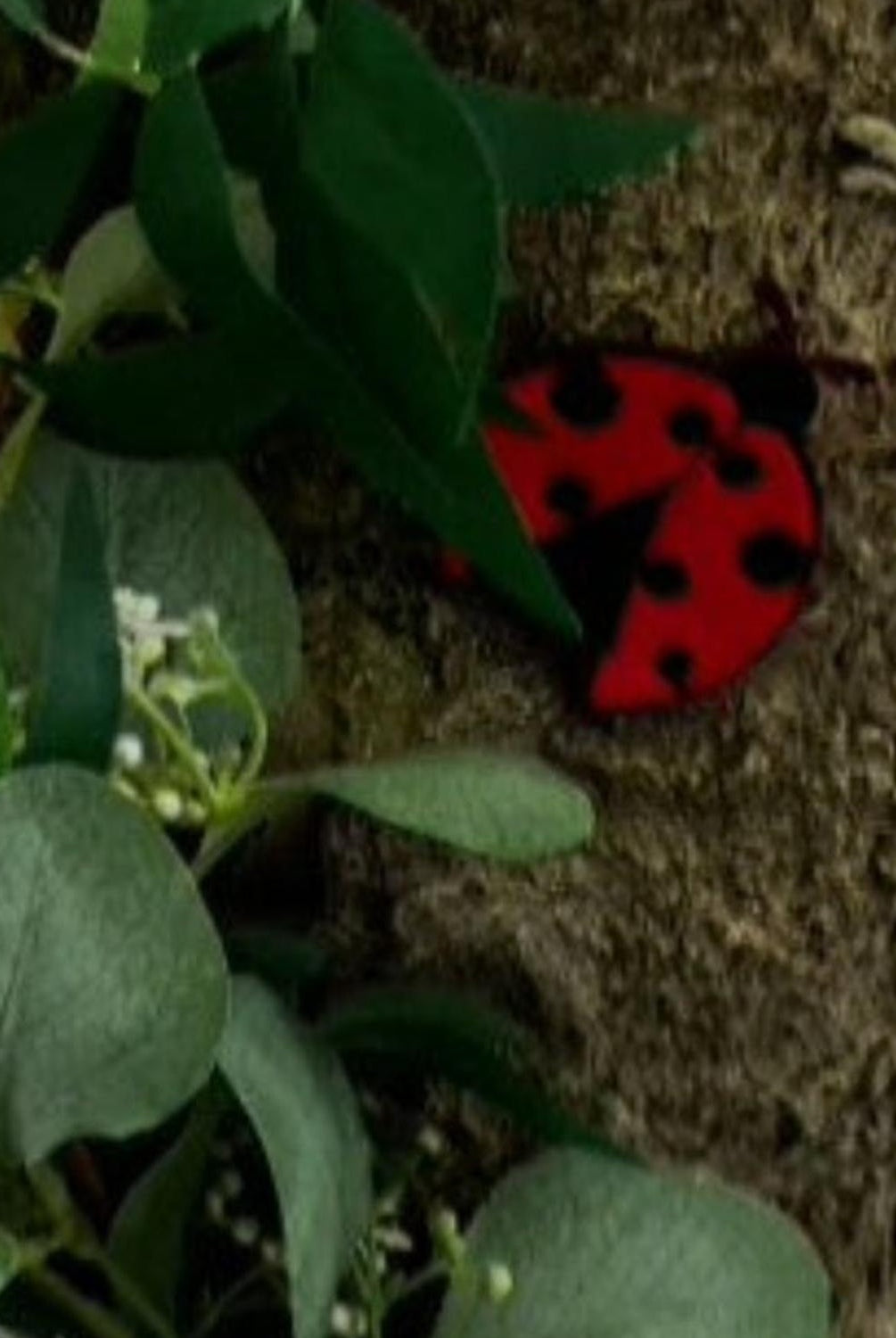 2.5in Felt Embroidery Lady Bug Garland (5 Yards)