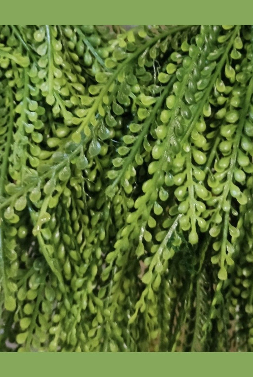 Shop For 26" Oval Draping Button Fern Wreath
