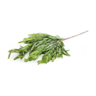 Shop For 33" Norfolk Pine Spray