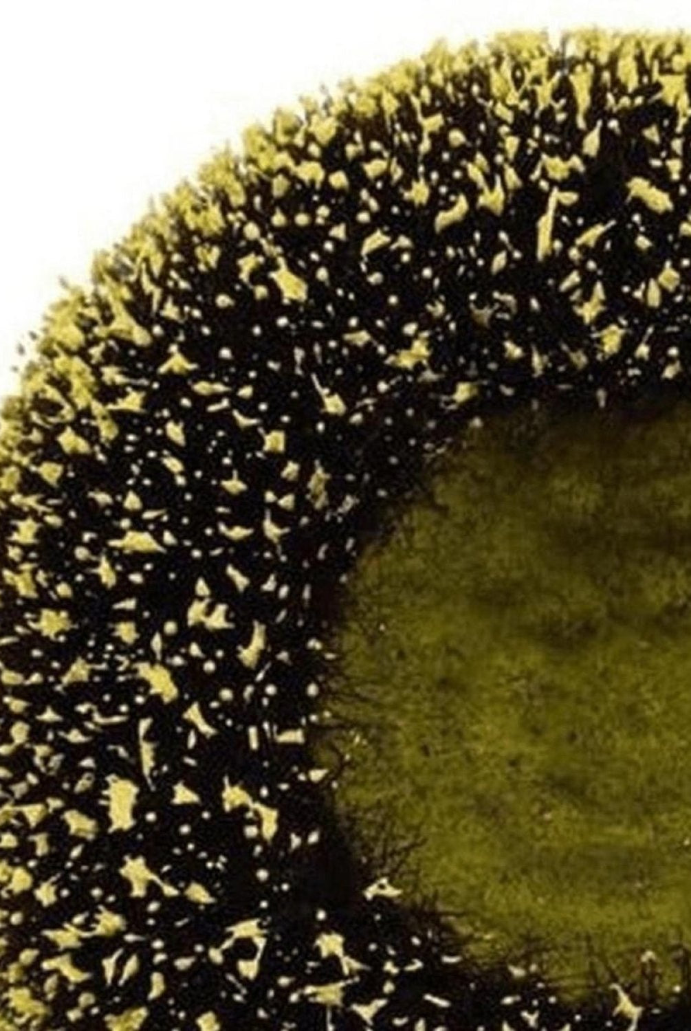 Shop For 5" Sunflower Flower Center: Yellow/Black