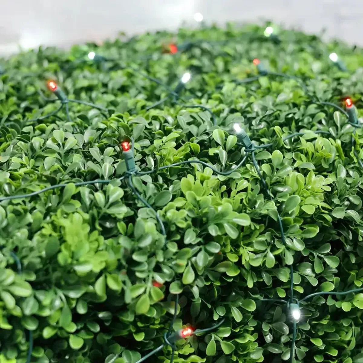 Shop For 5mm 4' x 6' Red, Cool White LED Net Lights