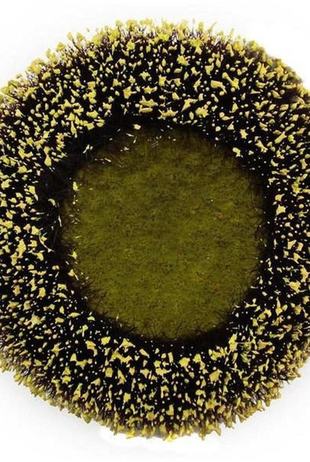 Shop For 4.25" Sunflower Flower Center: Yellow/Black at Michelle's aDOORable Creations