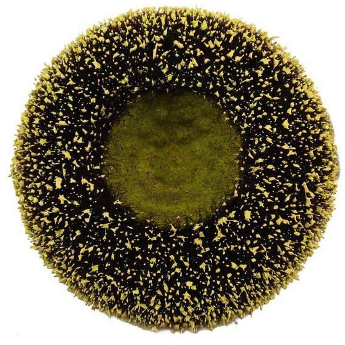 Shop For 5" Sunflower Flower Center: Yellow/Black at Michelle's aDOORable Creations