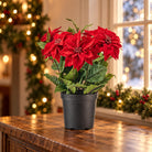 Artificial red velvet poinsettia with five blooms in black pot, holiday decor