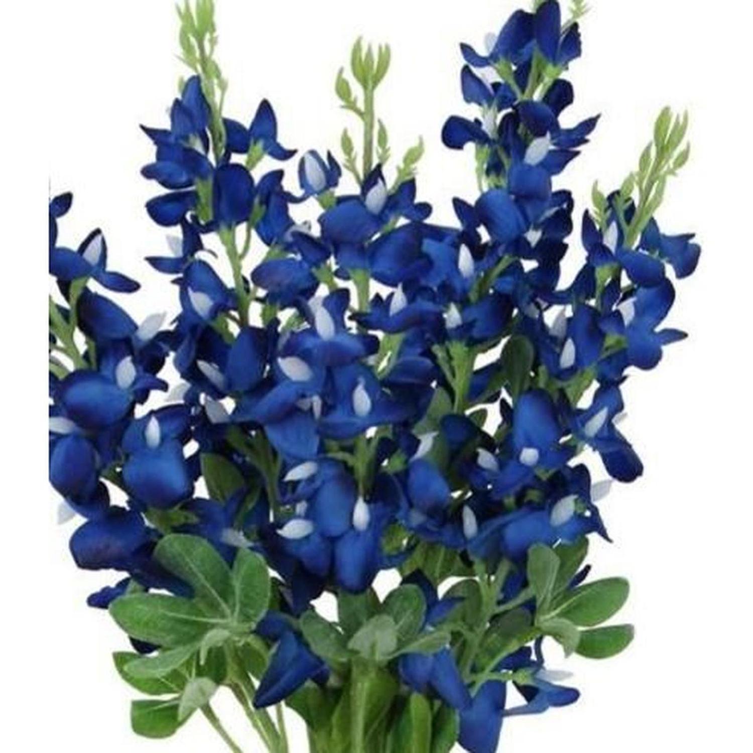Blue Bonnet Bush