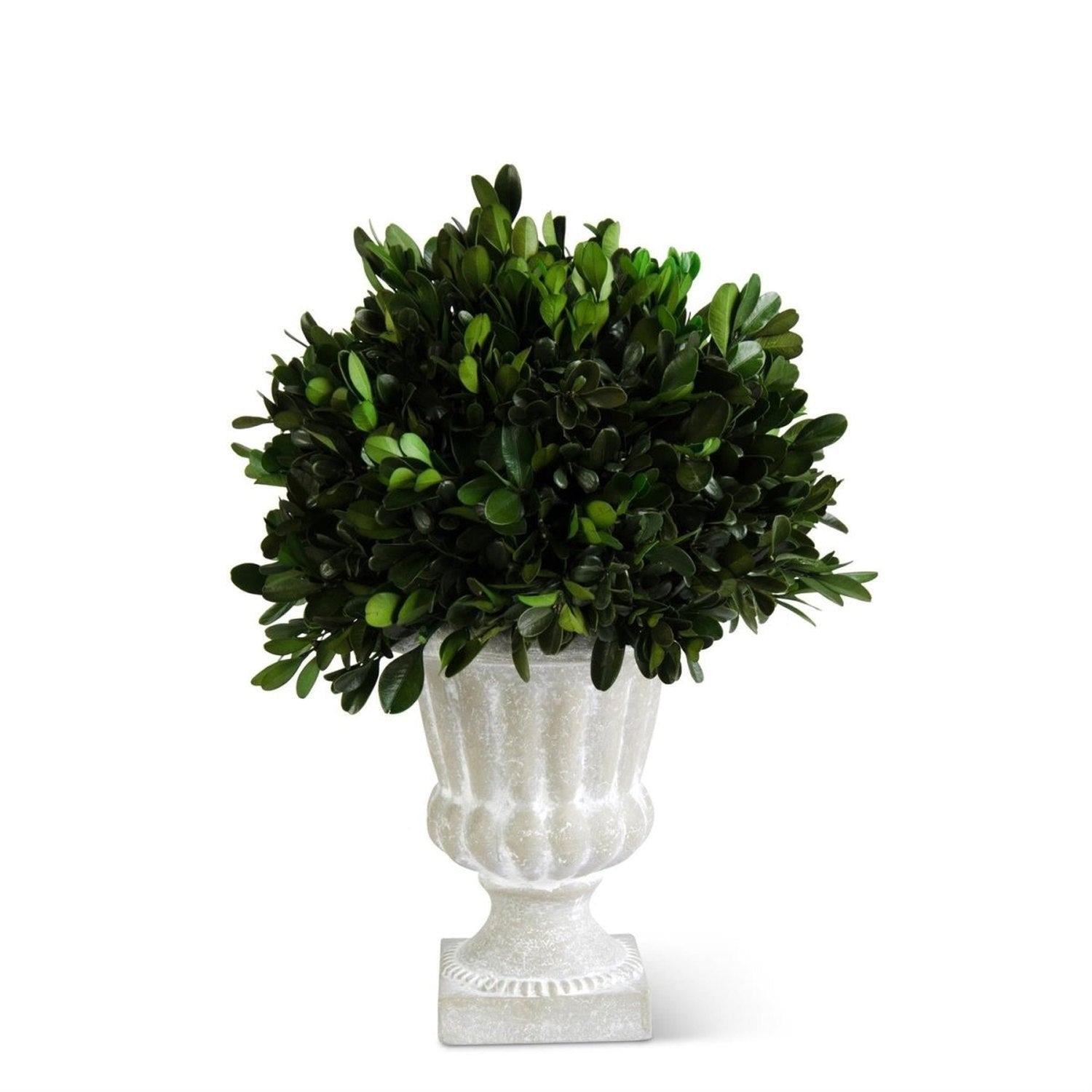 Shop For 11 Inch Round Boxwood in Gray Wash Urn