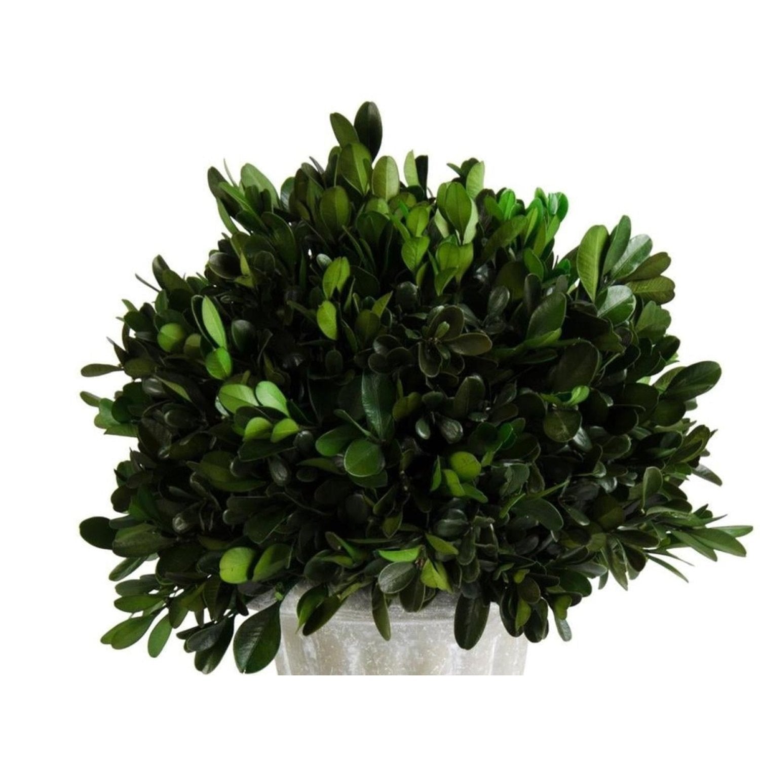 Shop For 11 Inch Round Boxwood in Gray Wash Urn