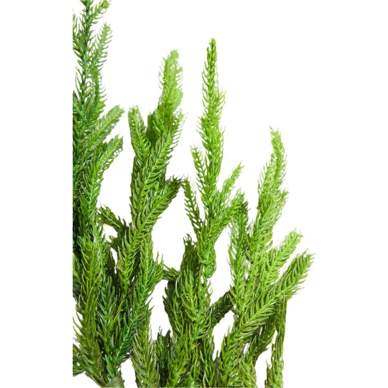 18" Soft Touch Norfolk Pine Pick