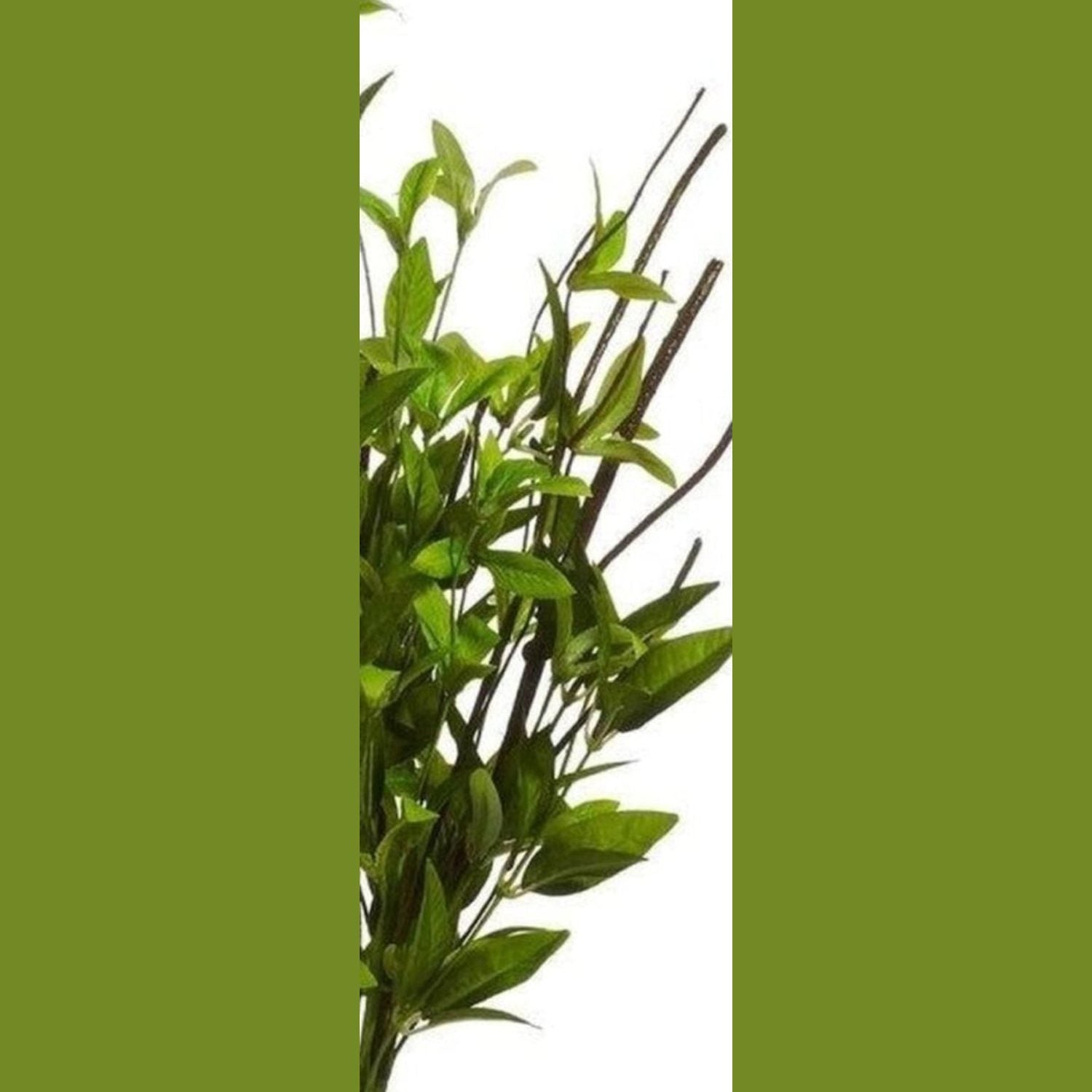 Shop For 24" Greenery Bush