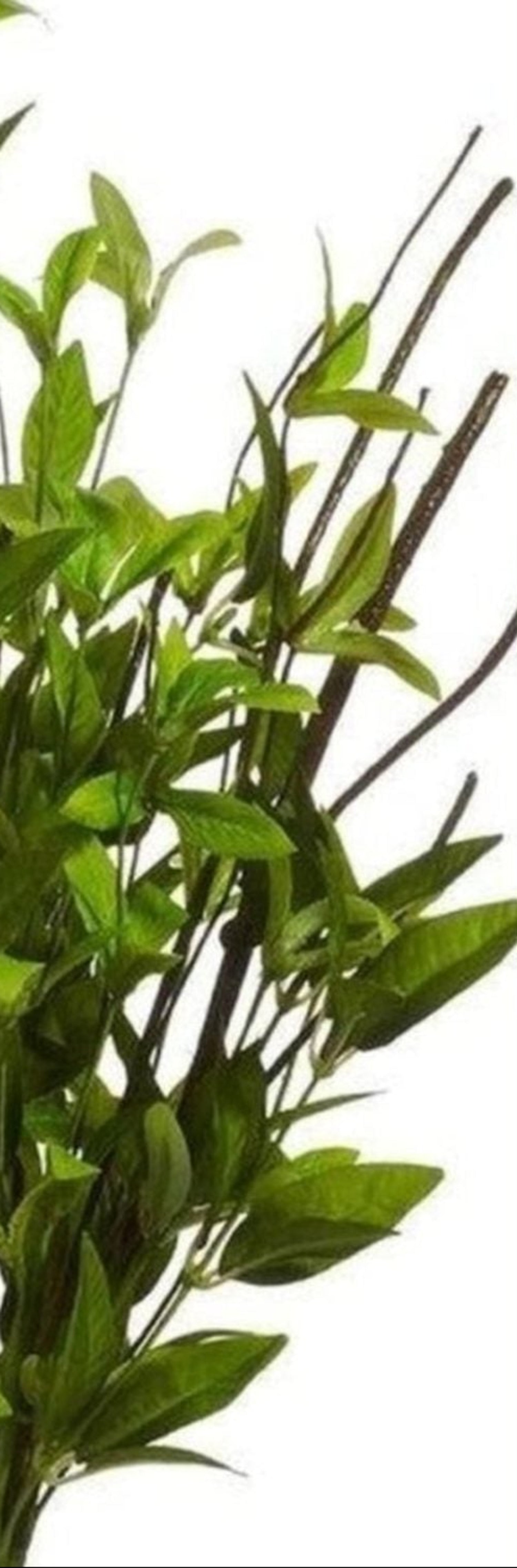 Shop For 24" Greenery Bush