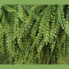 Shop For 24" Round Bead Grass Wreath