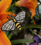 2.5in Felt Embroidery Honey Bee Garland (5 Yards)