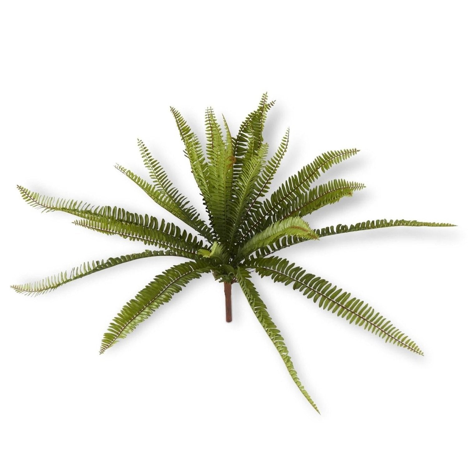 Shop For 26 Inch Fern Bush
