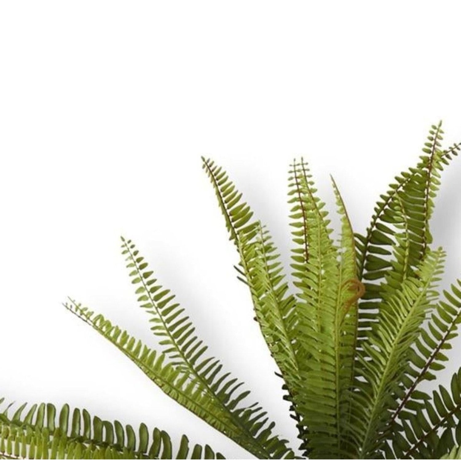 Shop For 26 Inch Fern Bush