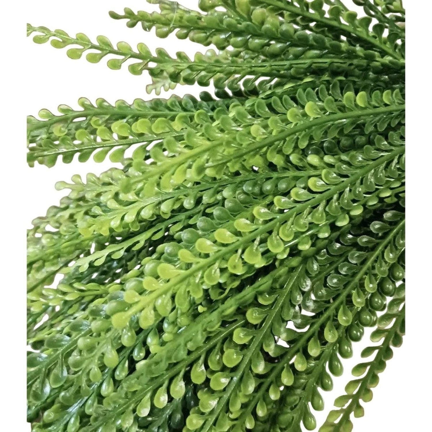 Shop For 26" Oval Draping Button Fern Wreath