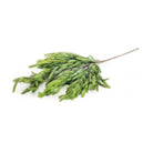 Shop For 33" Norfolk Pine Spray