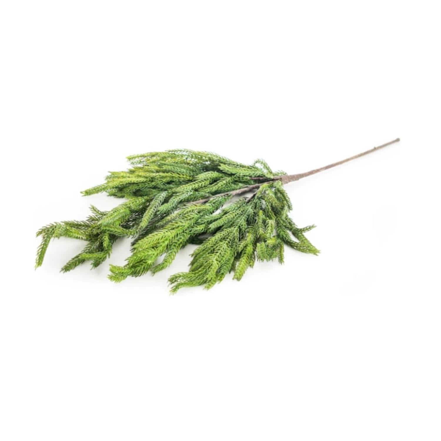 33" Norfolk Pine Spray