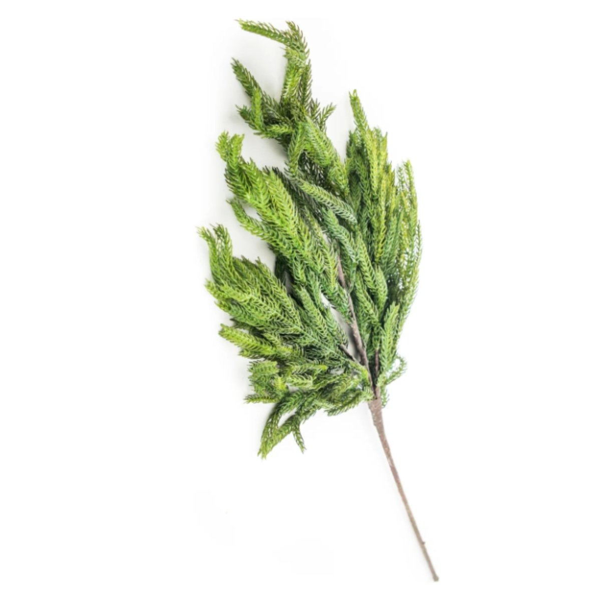 Shop For 33" Norfolk Pine Spray