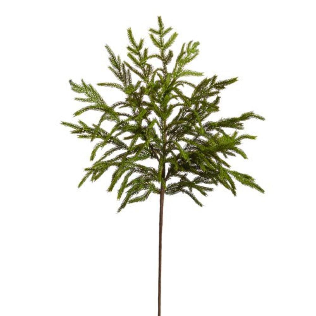 Shop For 33" Norfolk Pine Spray