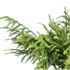 Shop For 33" Norfolk Pine Spray