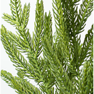 Shop For 36" Norfolk Pine Branch