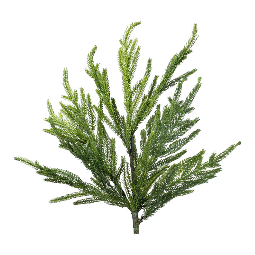 Shop For 36" Norfolk Pine Branch