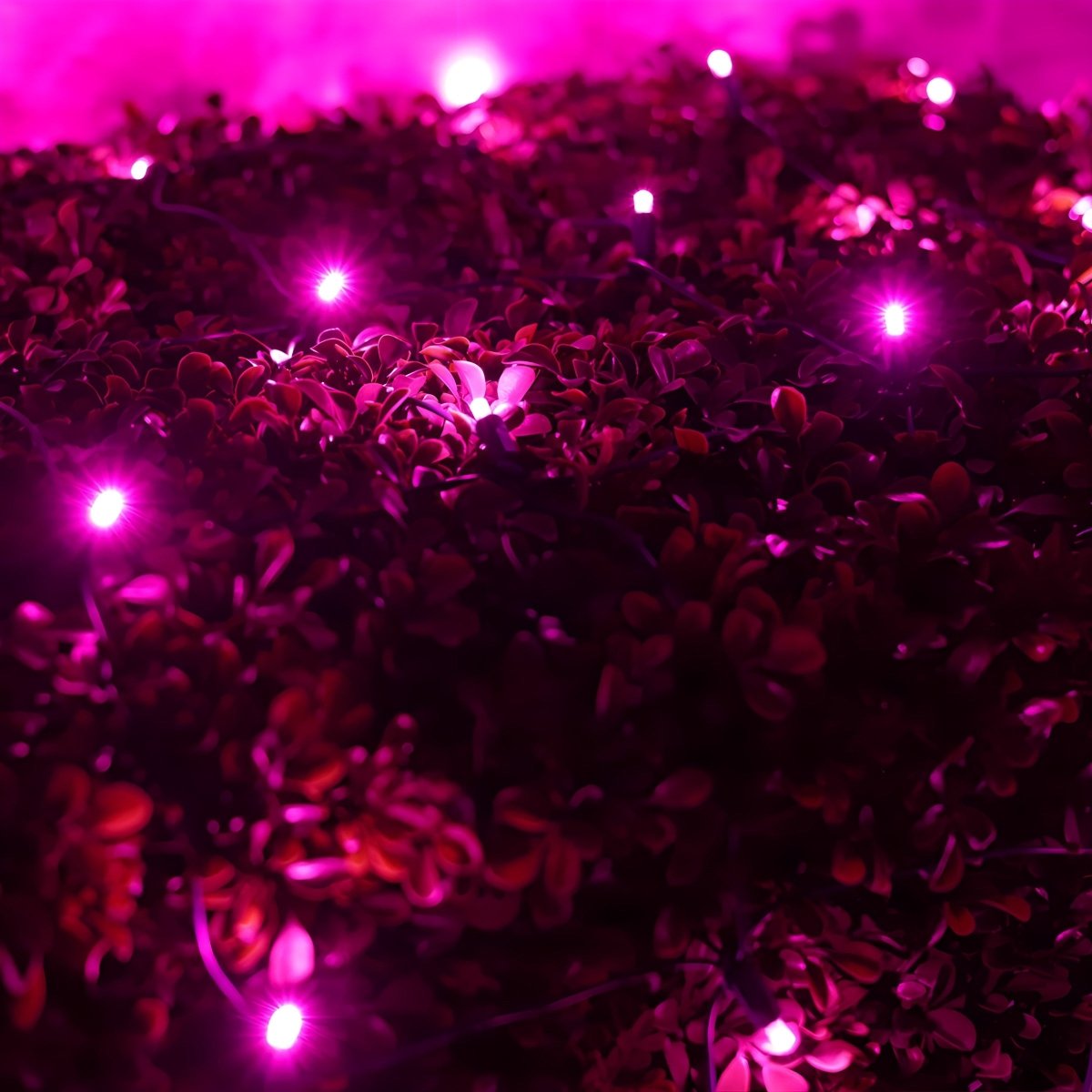 Shop For 4' x 6' Pink 5mm LED Christmas Net Lights