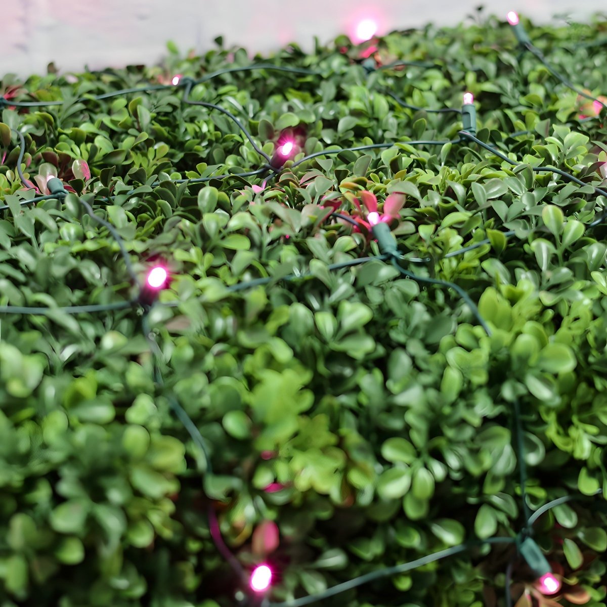 Shop For 4' x 6' Pink 5mm LED Christmas Net Lights