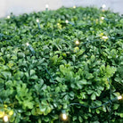 Shop For 5mm 4' x 6' Warm White DreamSpark Smooth Fade LED Net Lights