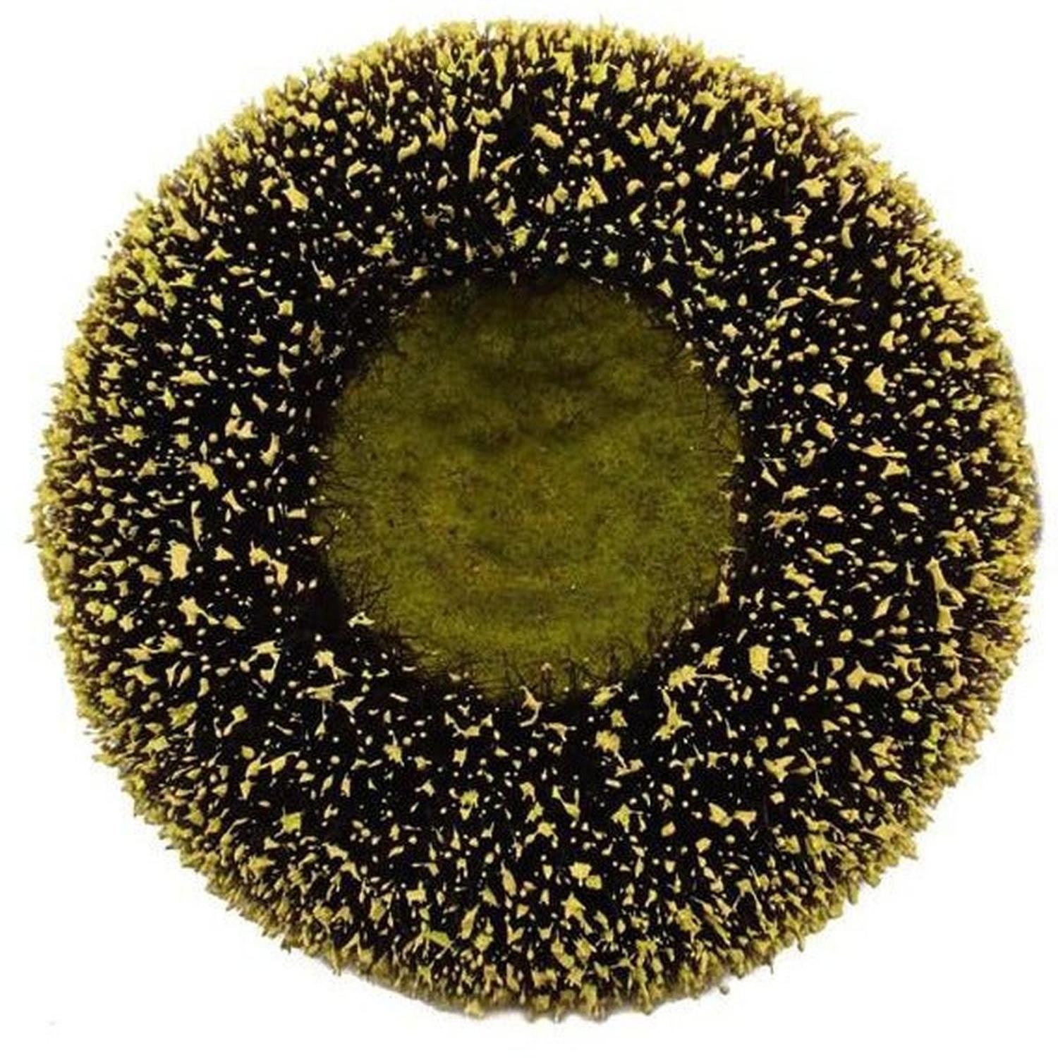 5" Sunflower Flower Center: Yellow/Black